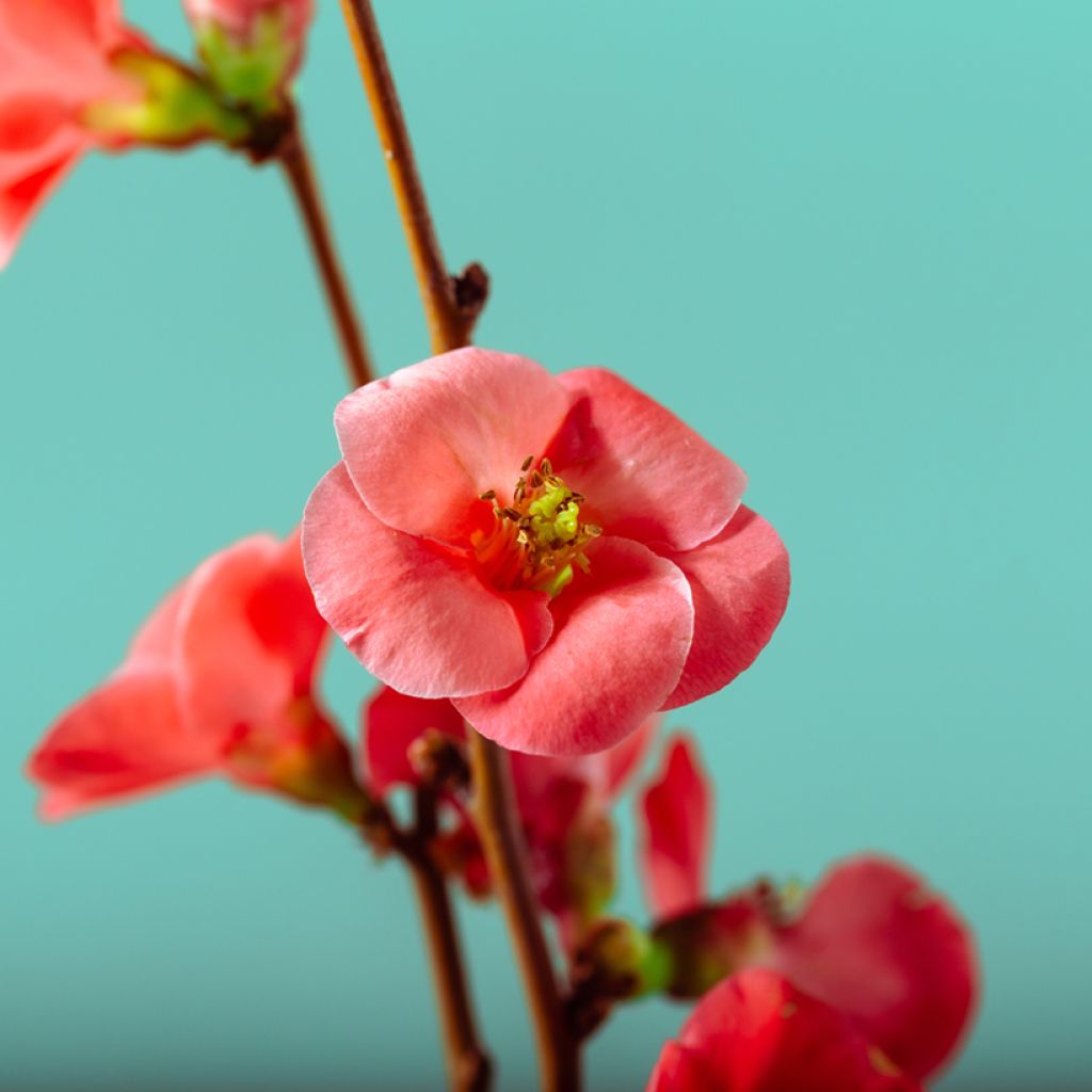Chaenomeles japonica Sargentii - Fior di Pesco