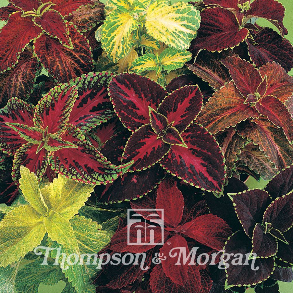 Coleus Wizard Mixed