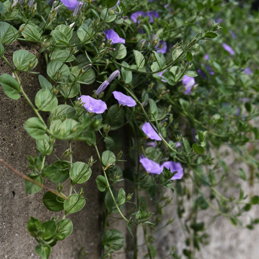 Convolvulus sabatius - Convolvolo