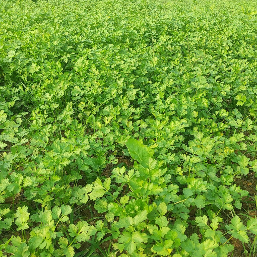 Coriandolo (piante)