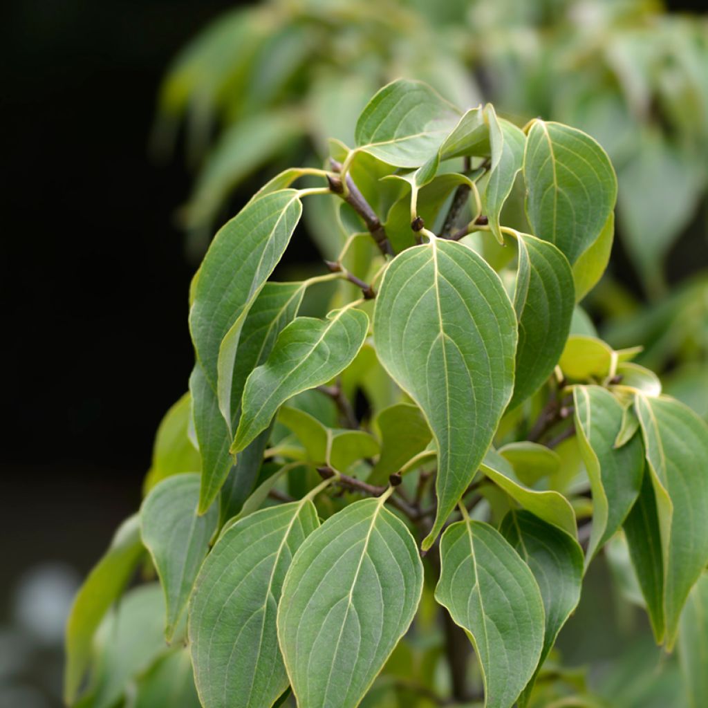 Cornus Eddie's White Wonder - Corniolo da fiore