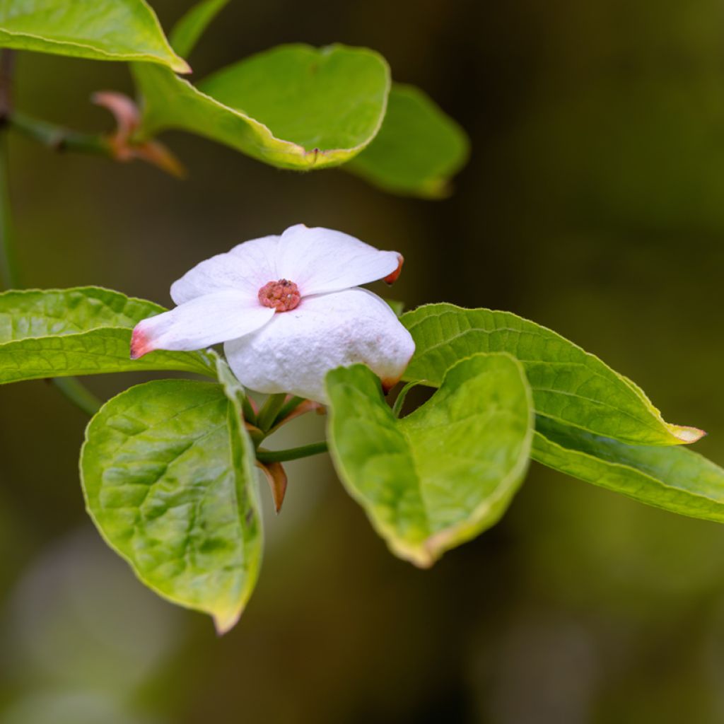 Cornus Eddie's White Wonder - Corniolo da fiore