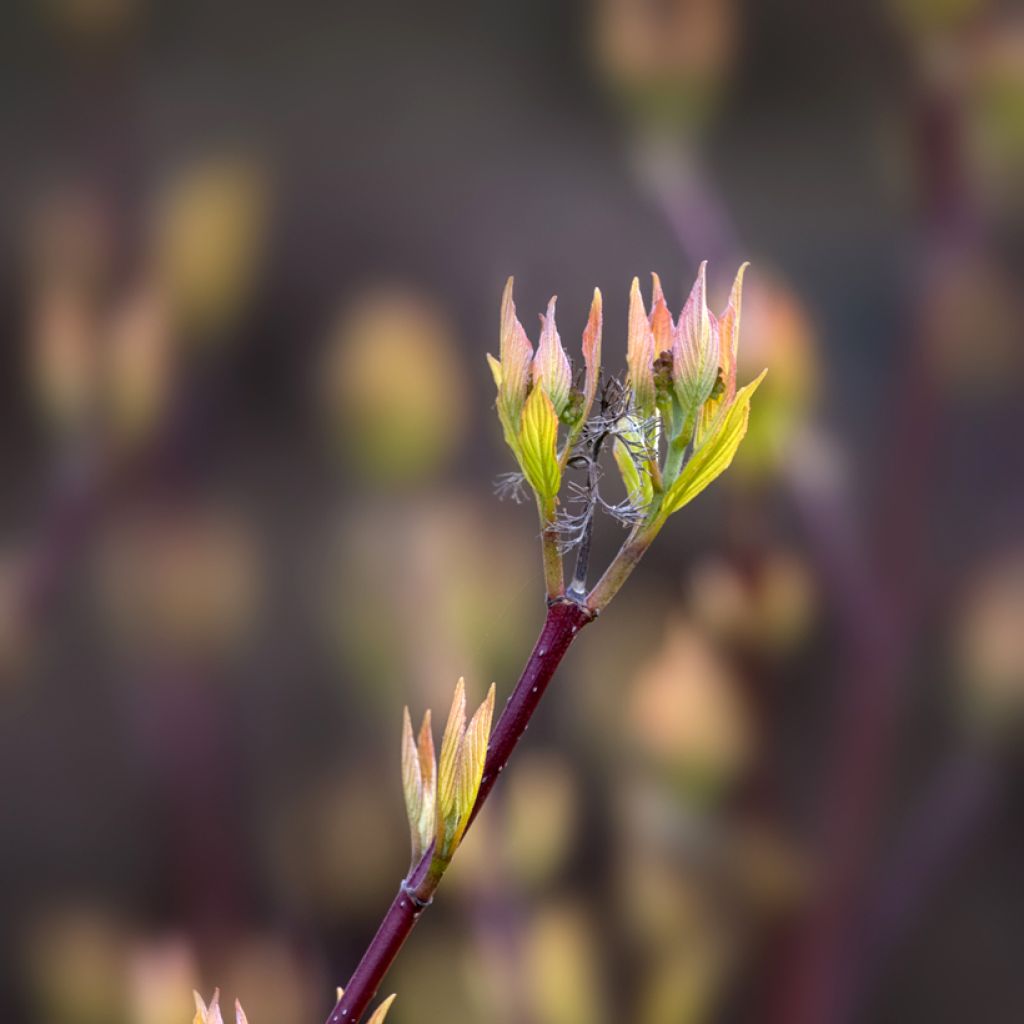 Cornus alba Aurea