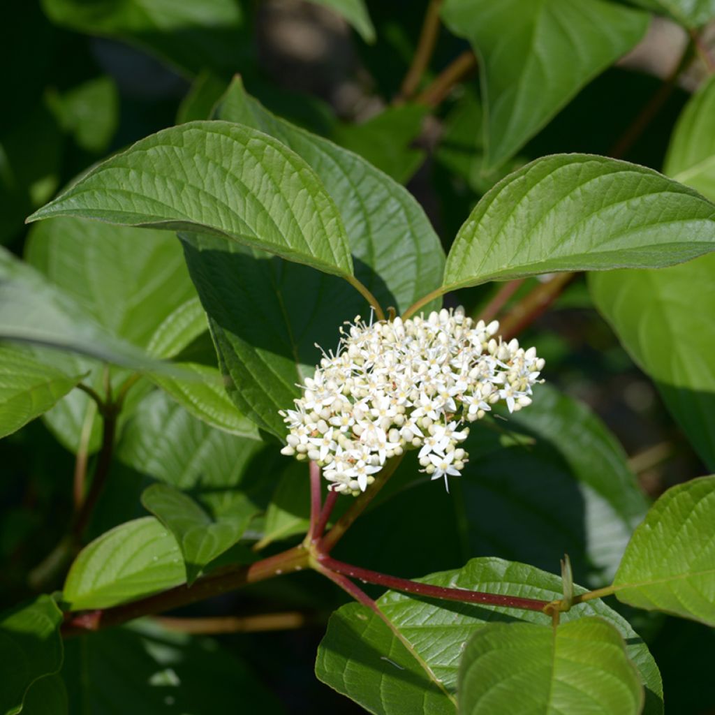 Corniolo bianco - Cornus alba