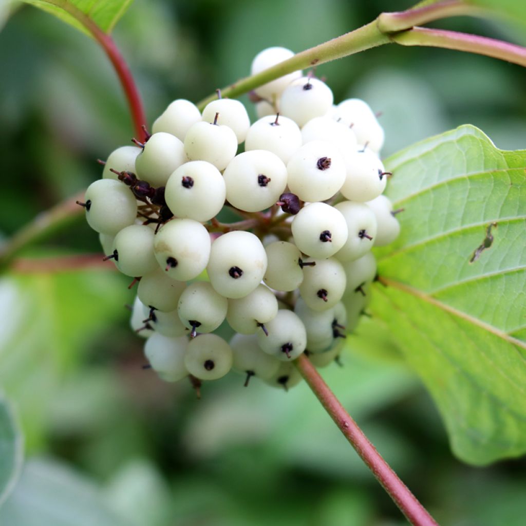 Corniolo bianco - Cornus alba