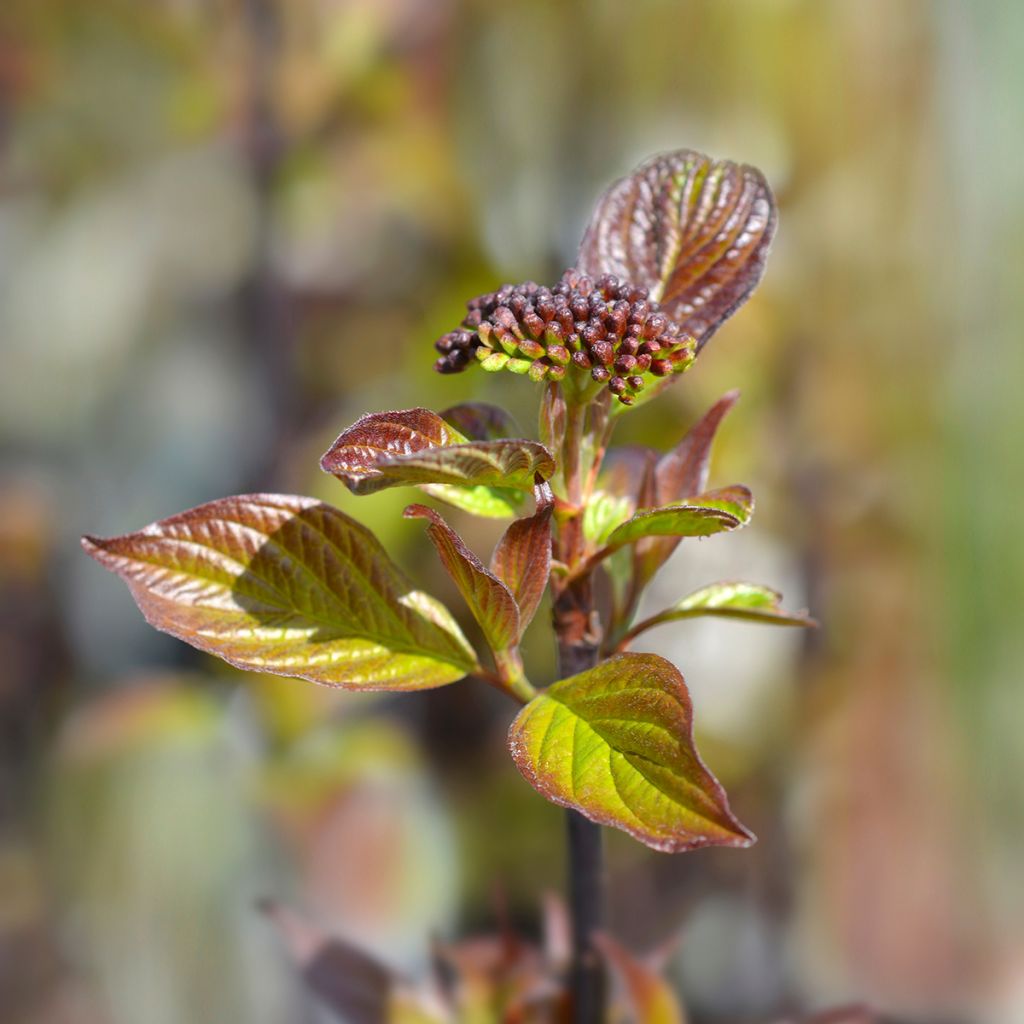 Cornus alba Kesselringii