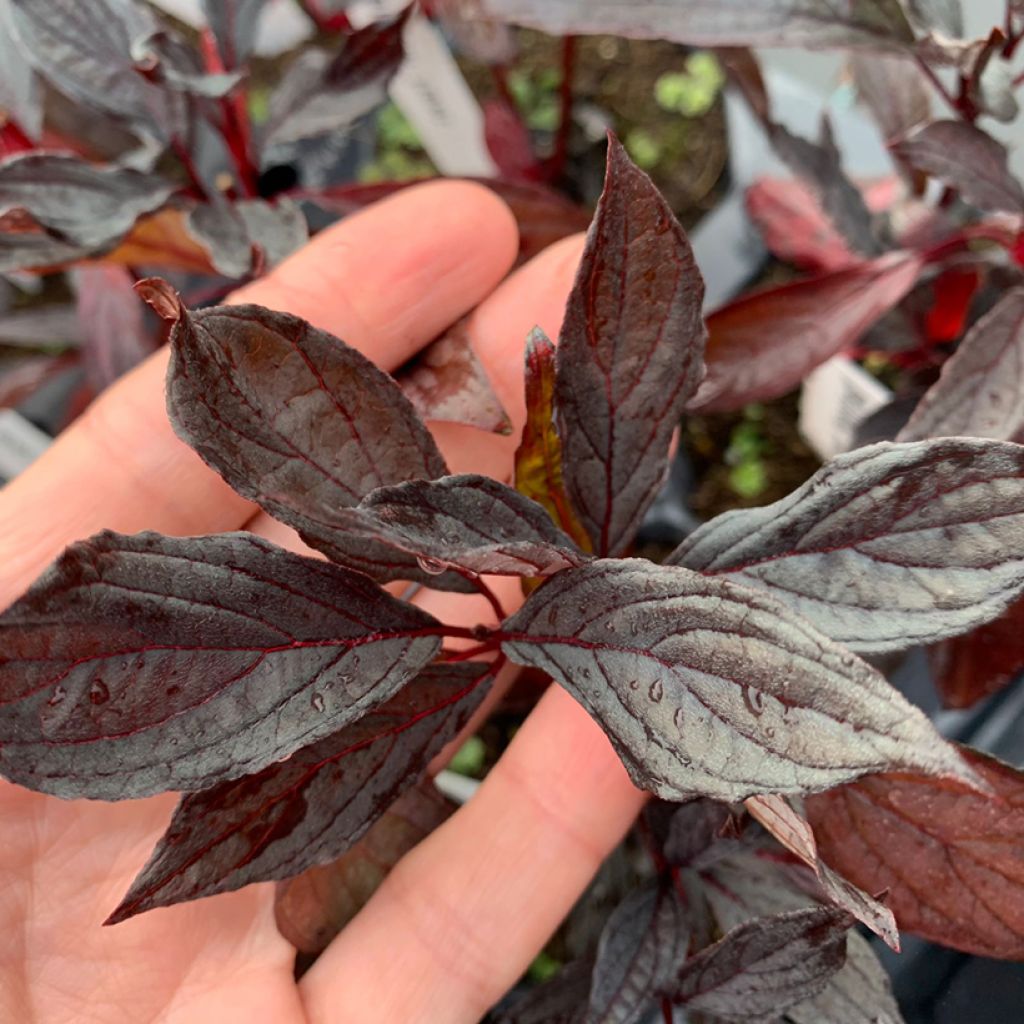 Cornus alba Nightfall