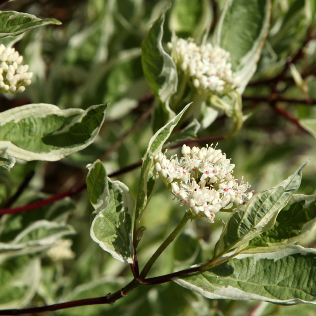 Cornus alba Sibirica Variegata