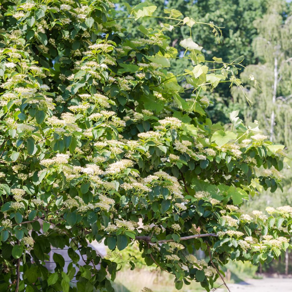 Cornus alternifolia