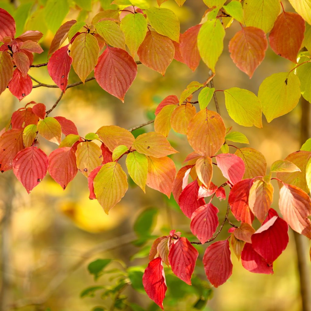 Cornus alternifolia