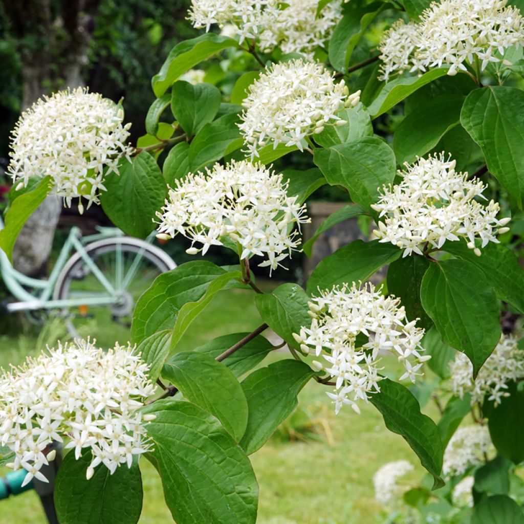 Cornus alternifolia