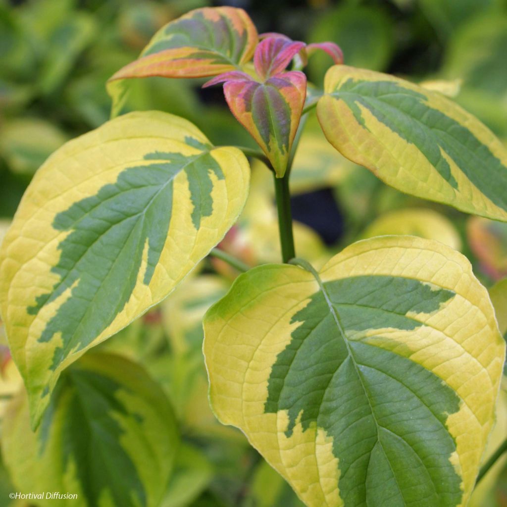 Cornus alternifolia Golden Shadows - Cornouiller panaché de rose et d'or