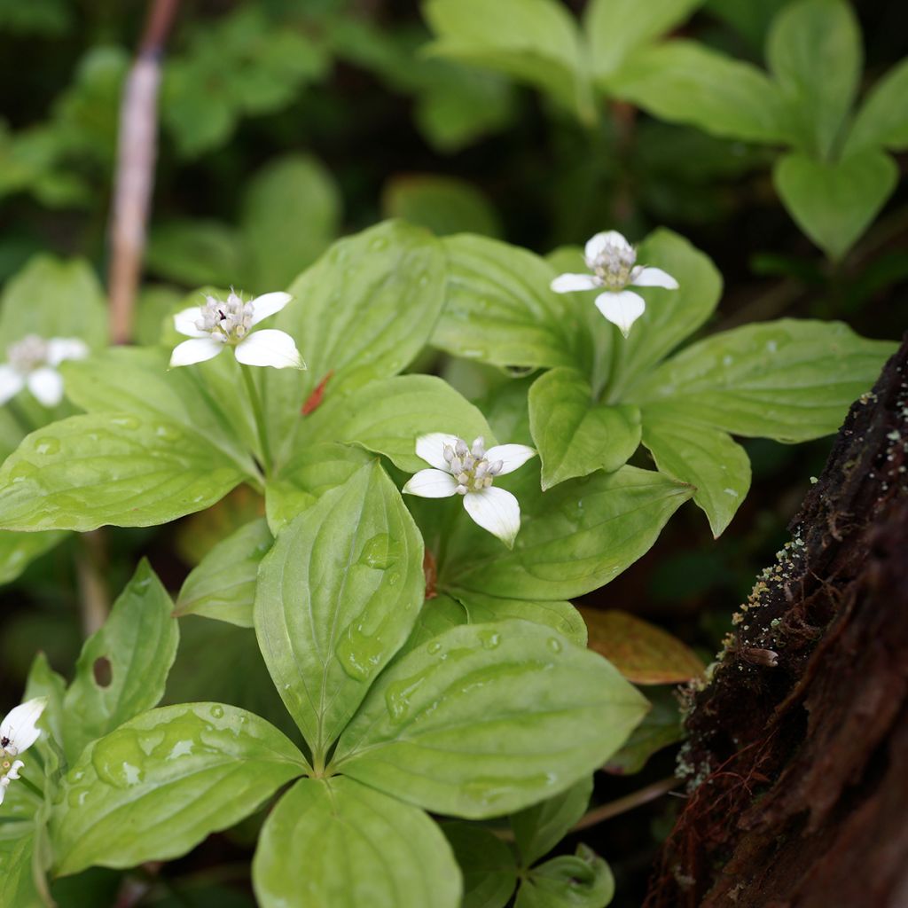 Cornus canadensis