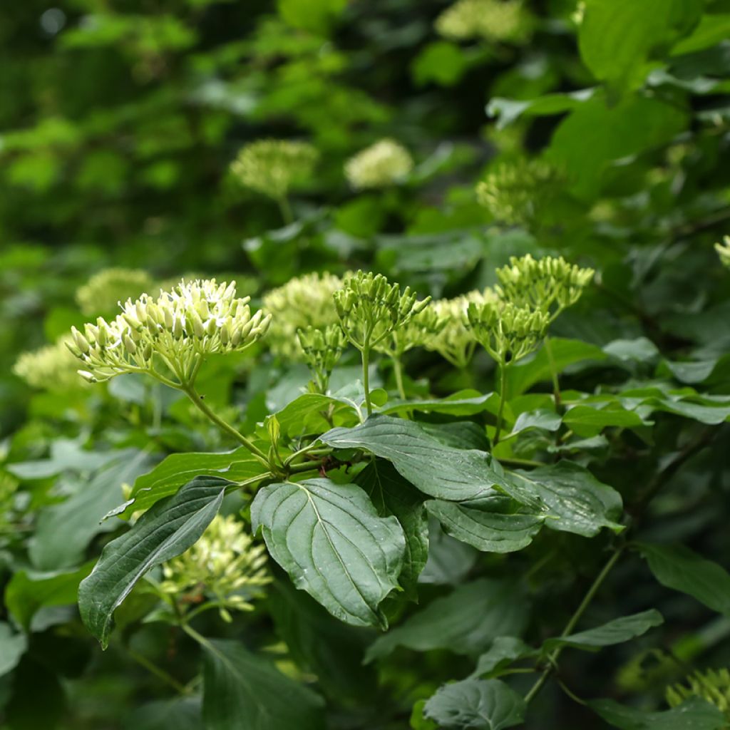 Cornus controversa