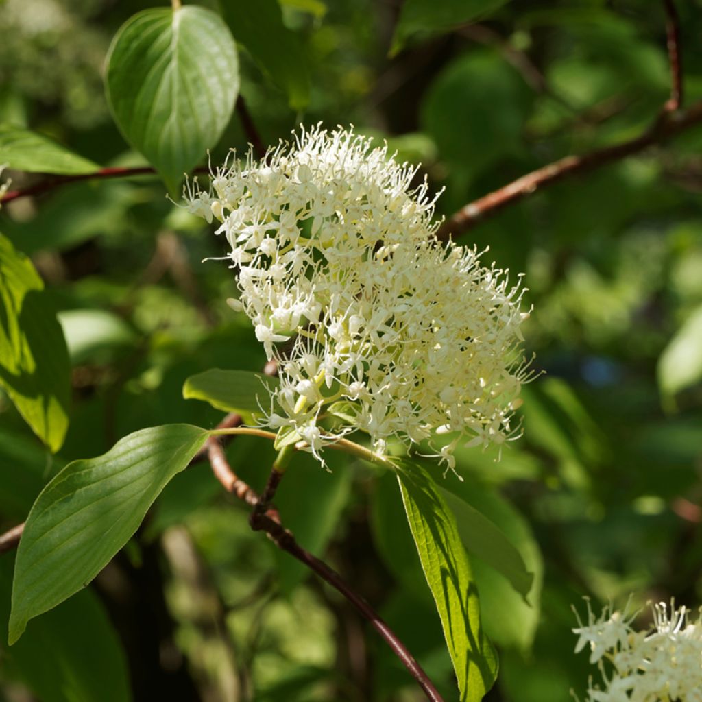 Cornus controversa Pagoda