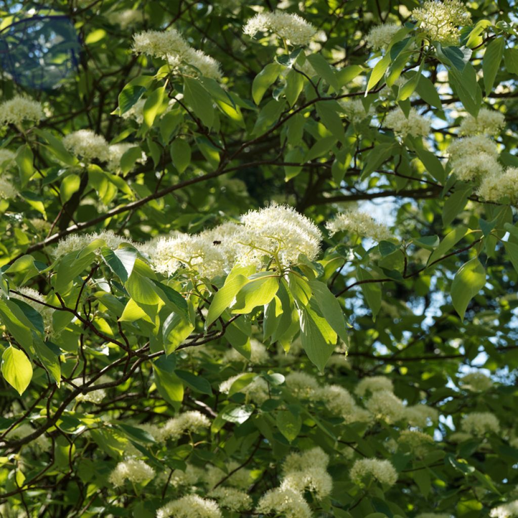 Cornus controversa Pagoda