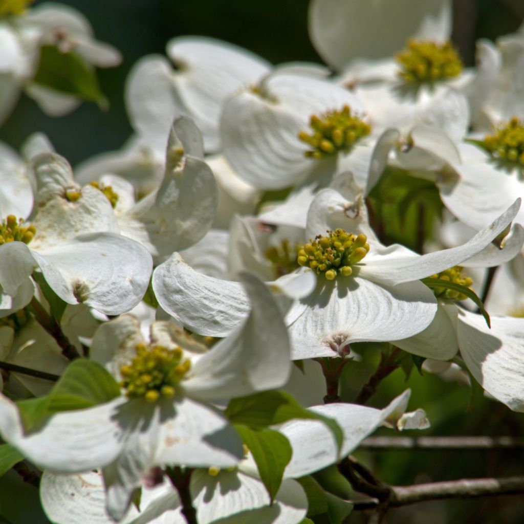 Cornus florida