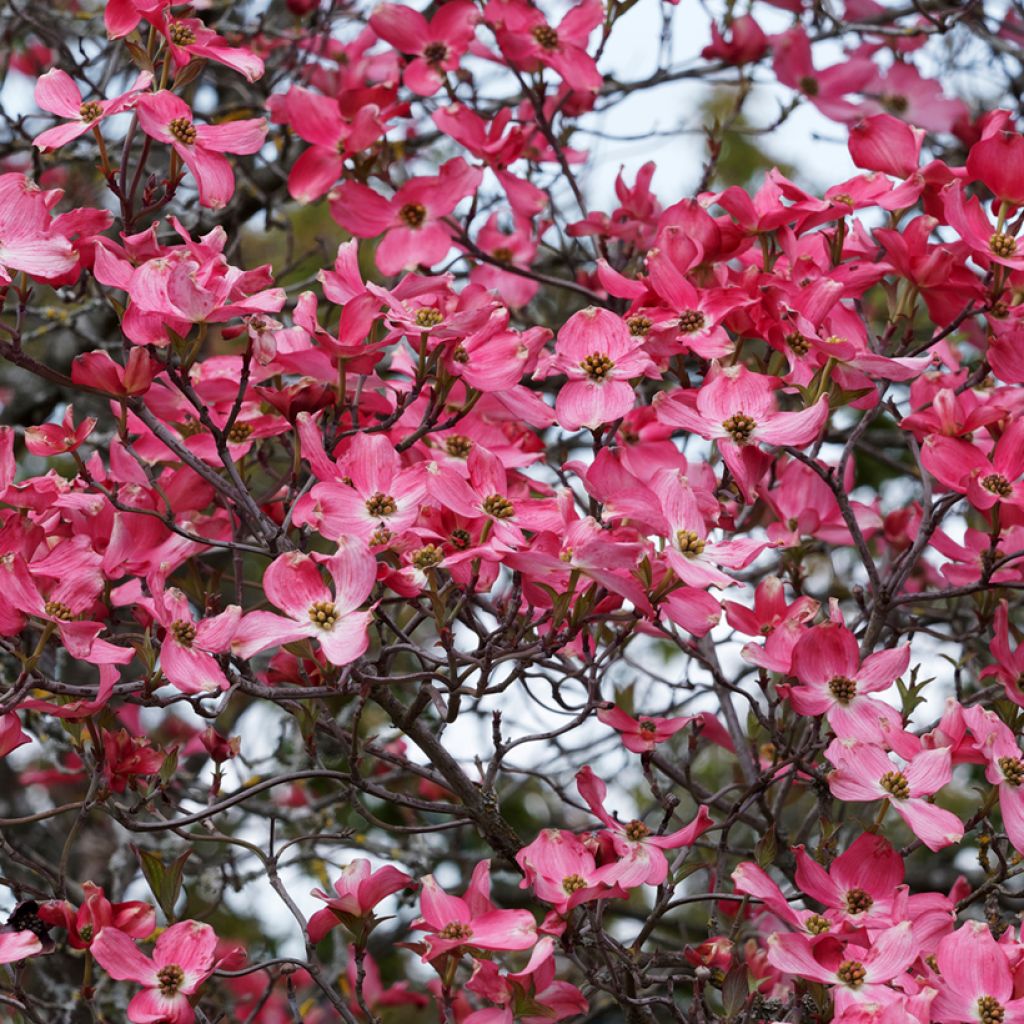 Cornus florida Cherokee Sunset