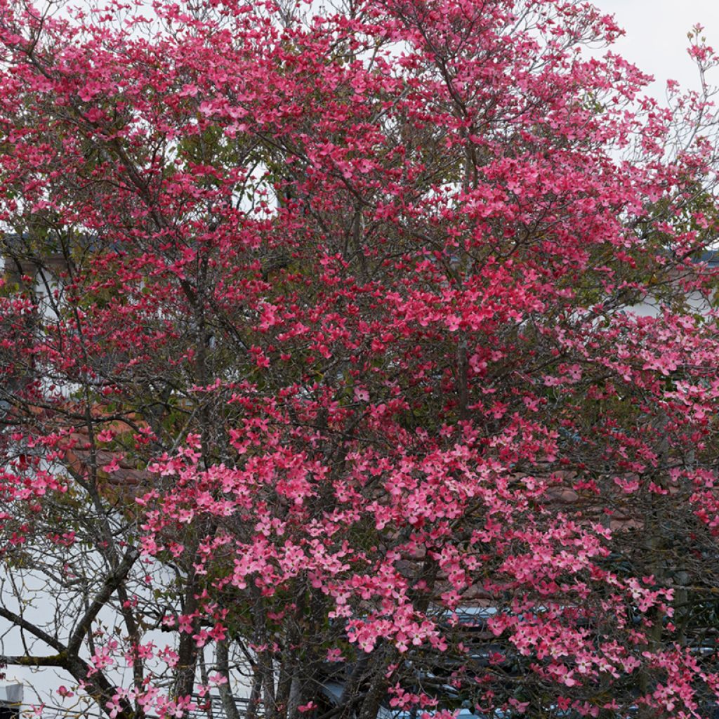 Cornus florida Cherokee Sunset