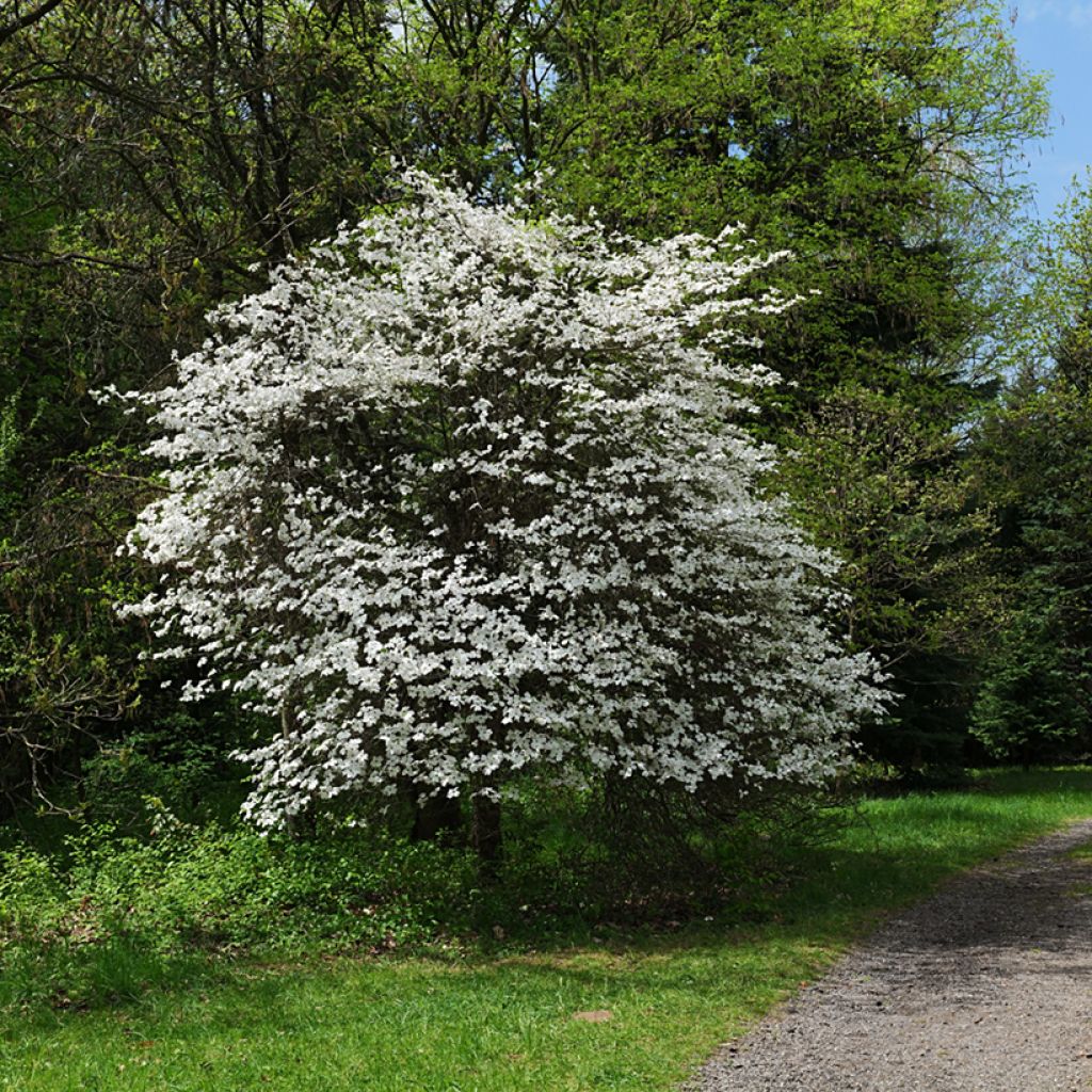 Cornus florida