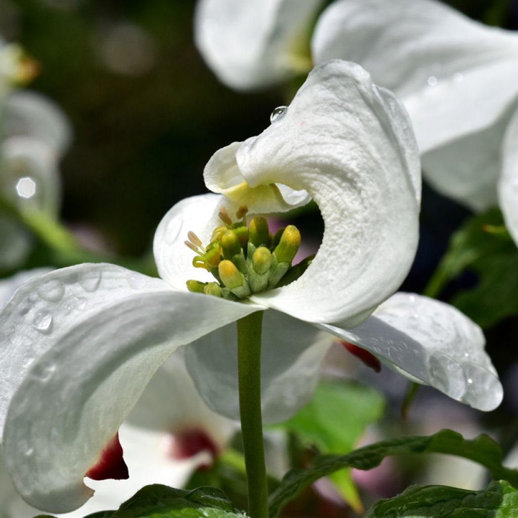 Cornus florida