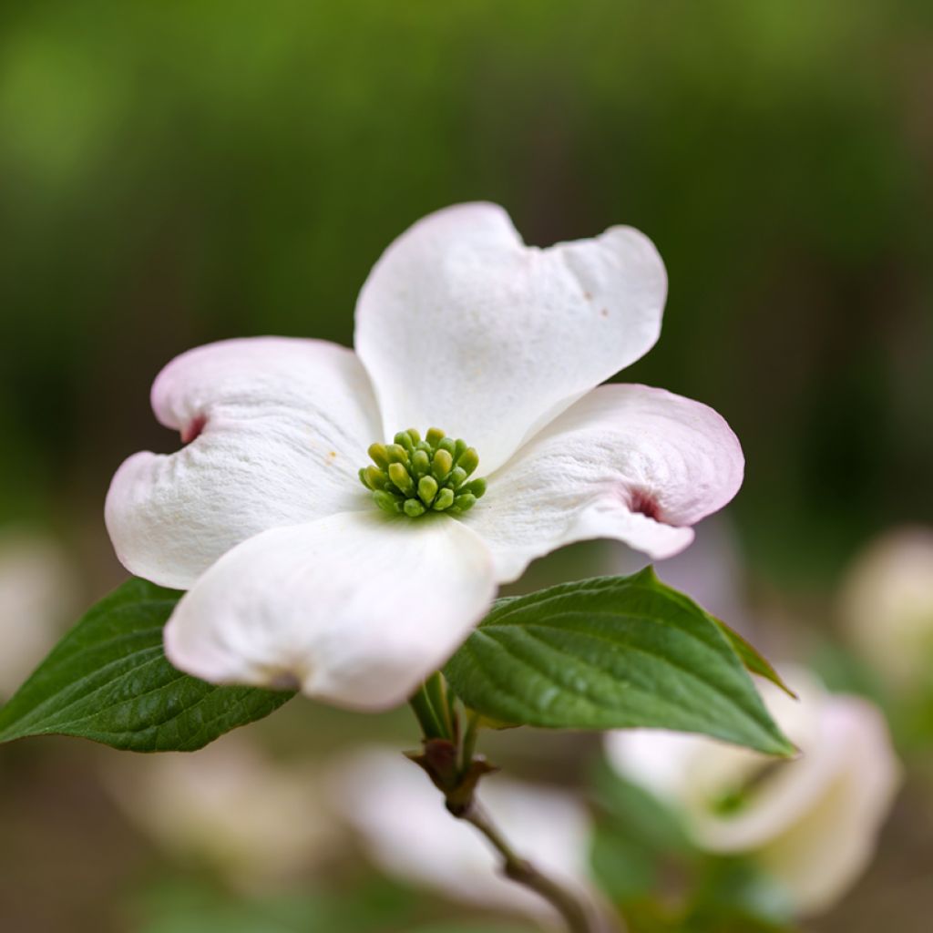 Cornus florida
