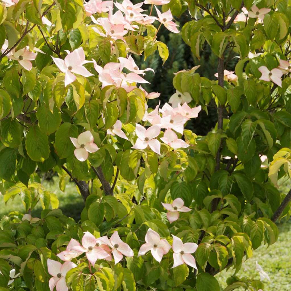 Cornus kousa Beni-fuji - Corniolo giapponese