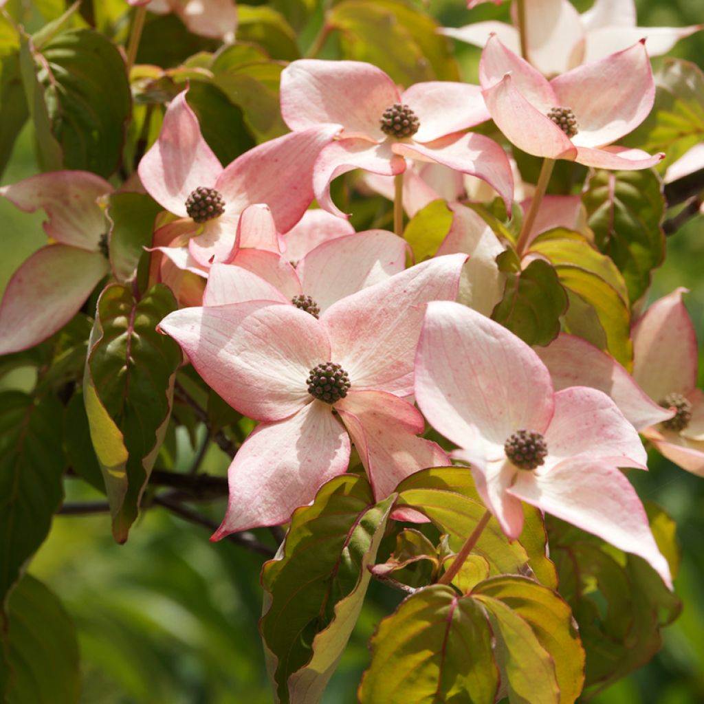 Cornus kousa Beni-fuji - Corniolo giapponese