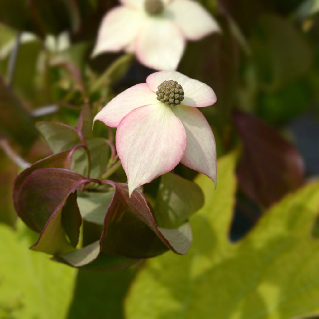 Cornus kousa Cappuccino - Corniolo giapponese