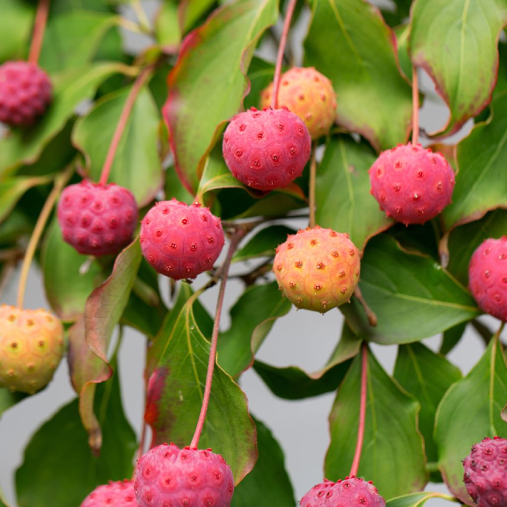 Cornus kousa China Girl - Corniolo giapponese