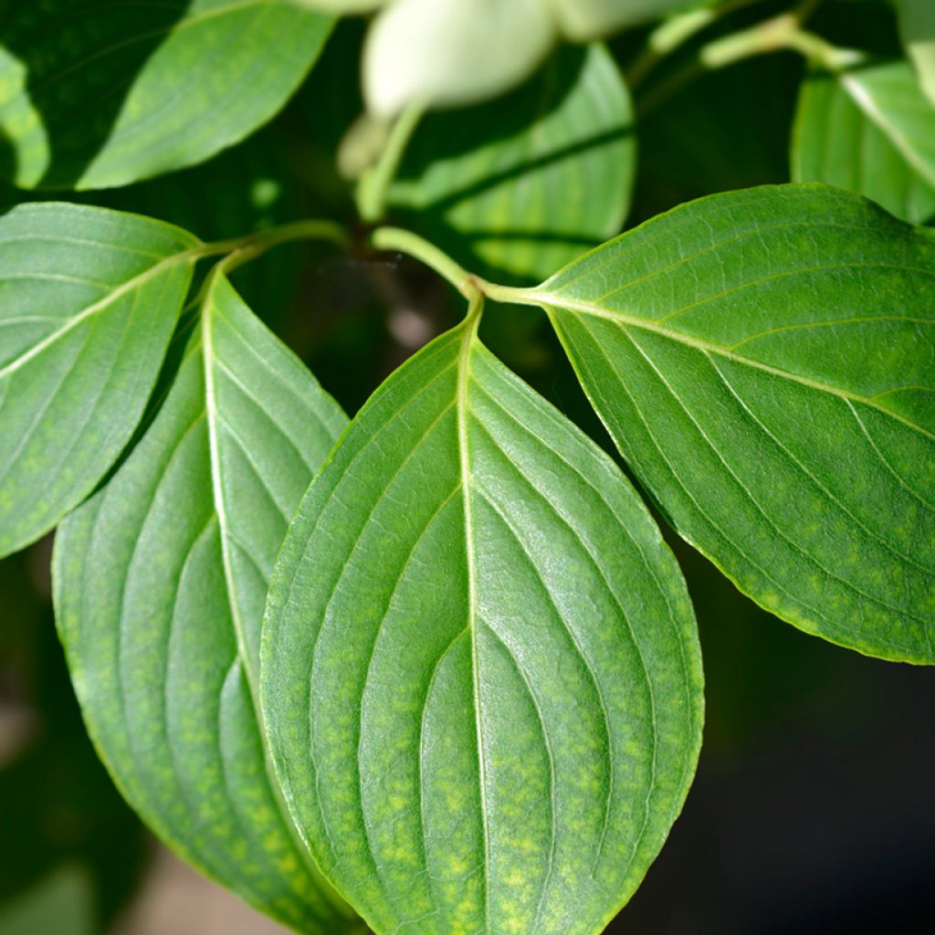 Cornus kousa China Girl - Corniolo giapponese