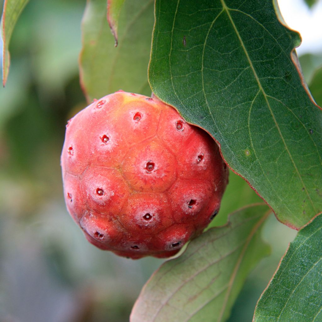 Cornus kousa China Girl - Corniolo giapponese