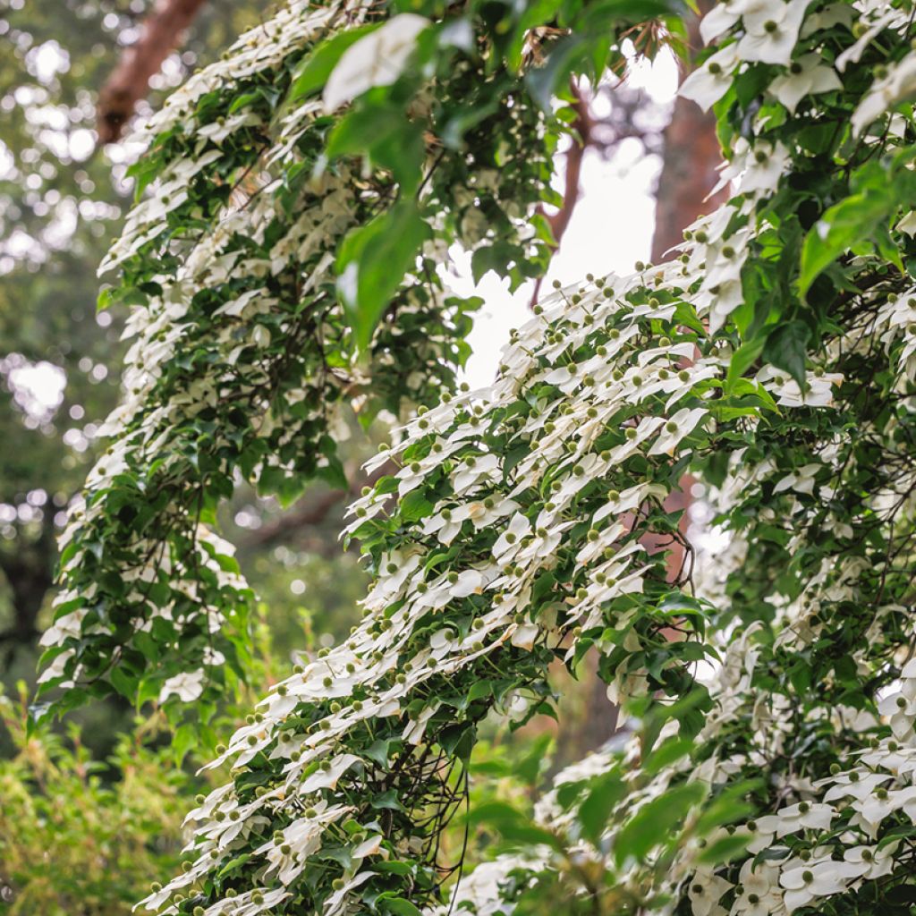 Cornus kousa