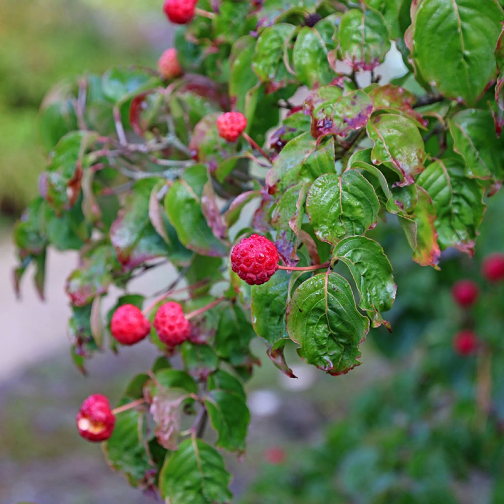 Cornus kousa