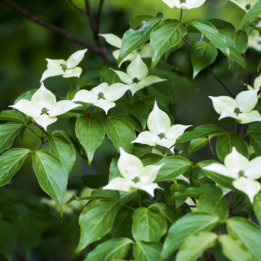 Cornus kousa