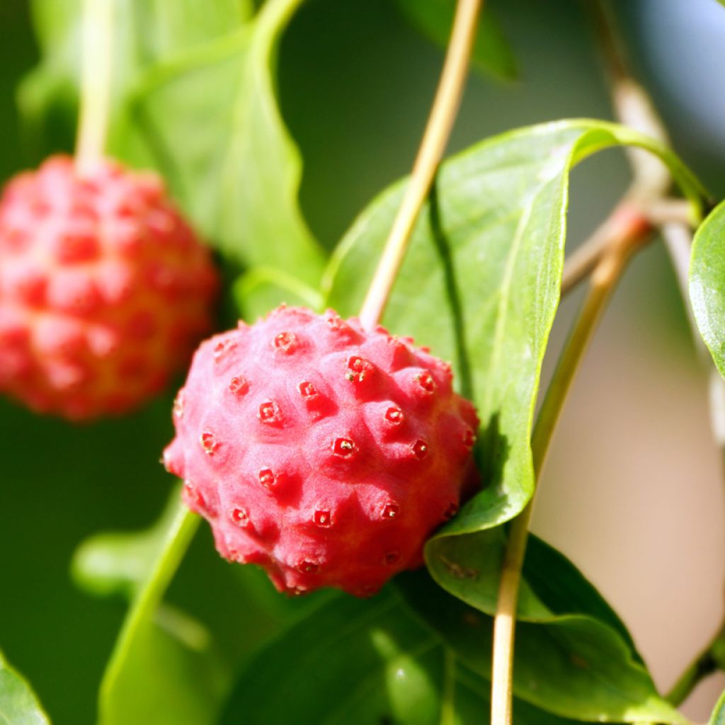 Cornus kousa