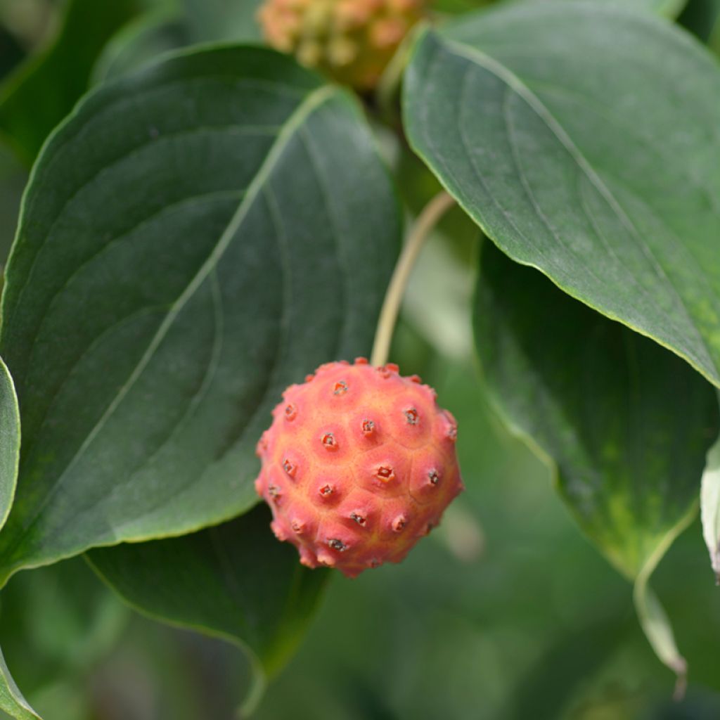 Cornus kousa Galilean - Corniolo giapponese