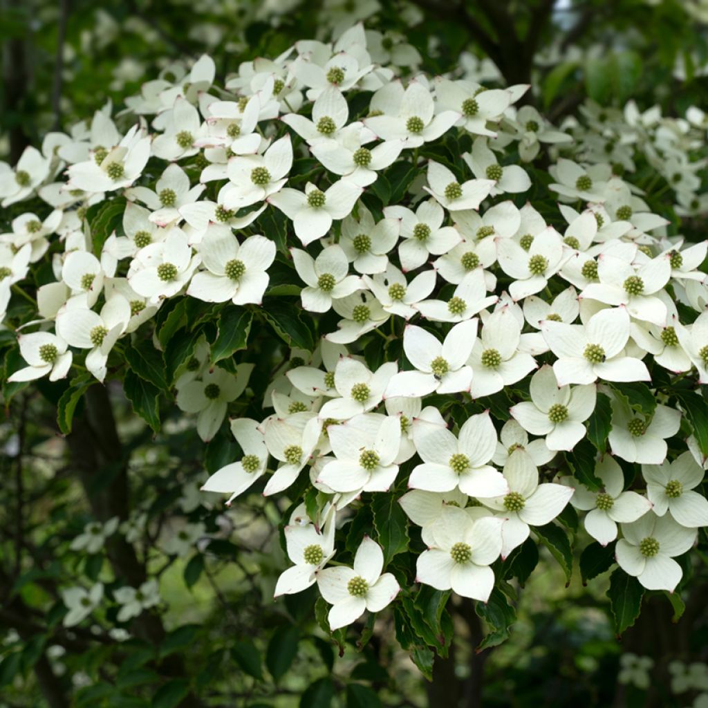 Cornus kousa Schmetterling - Corniolo giapponese