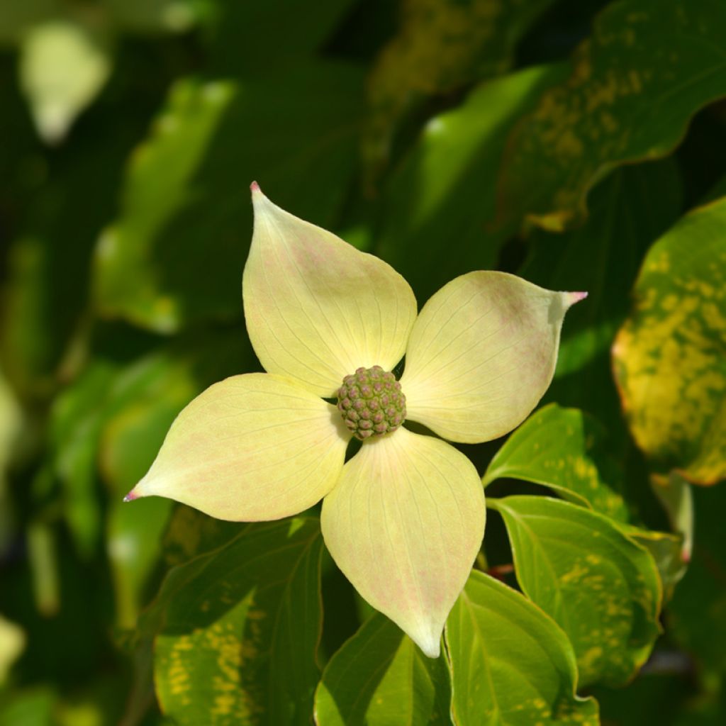 Cornus kousa Teutonia - Corniolo giapponese