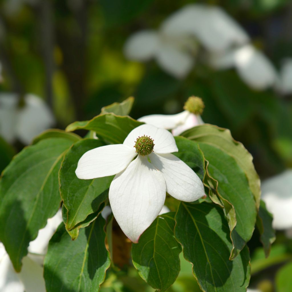 Cornus kousa Teutonia - Corniolo giapponese
