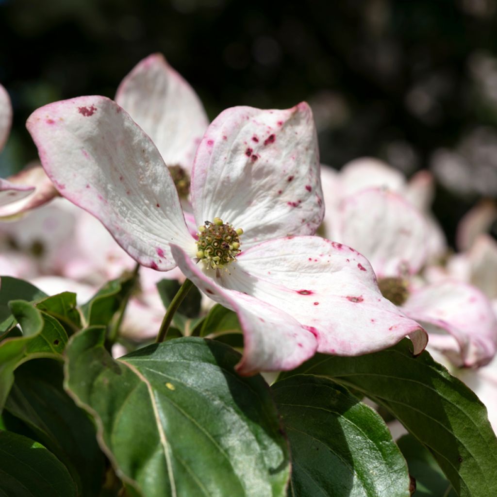 Cornus kousa Teutonia - Corniolo giapponese