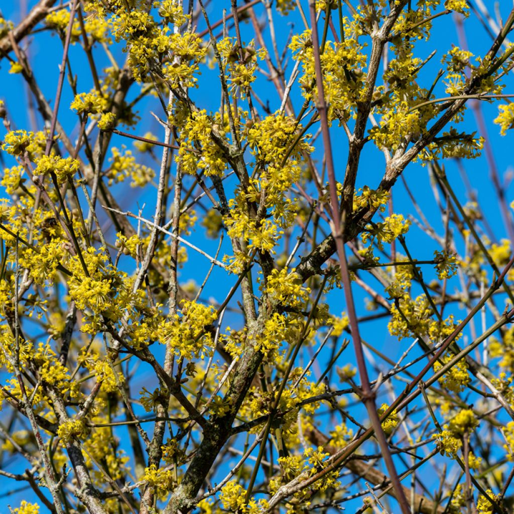 Cornus mas Aurea - Corniolo