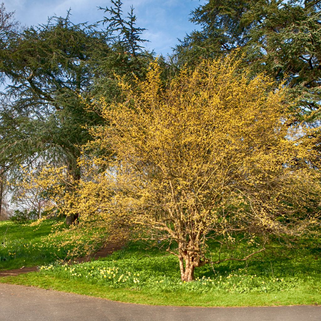 Cornus mas - Corniolo