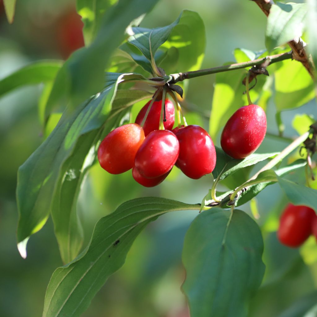 Cornus mas - Corniolo