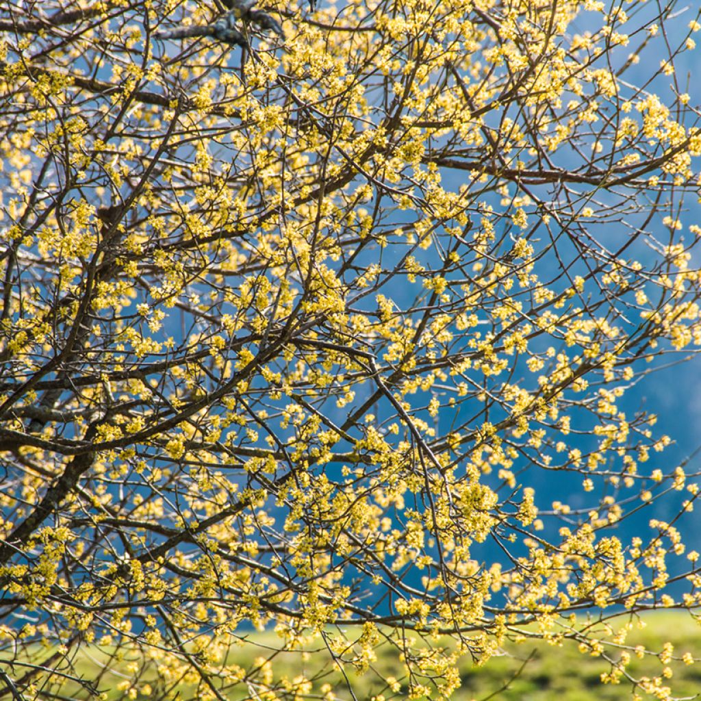 Cornus mas - Corniolo