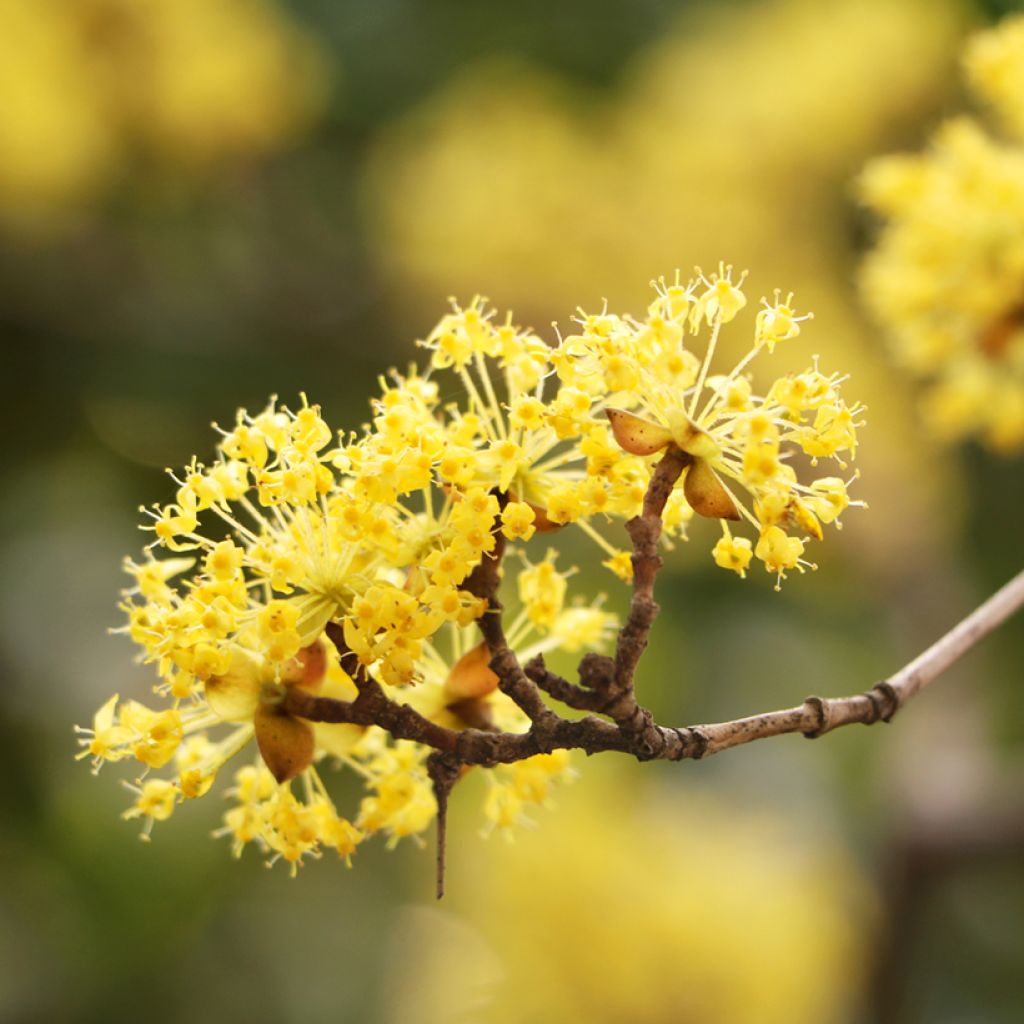 Cornus mas - Corniolo