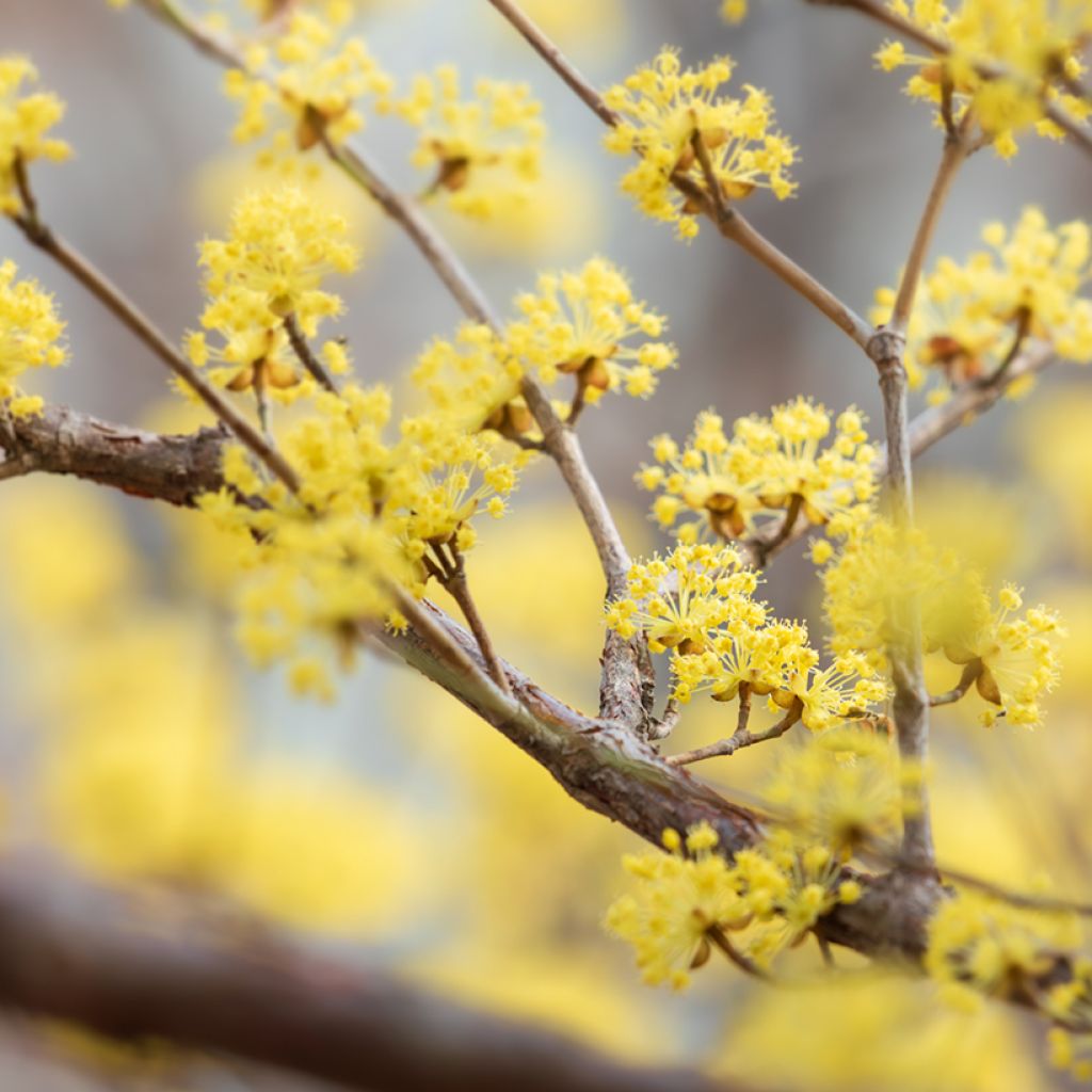 Cornus officinalis - Corniolo del Giappone