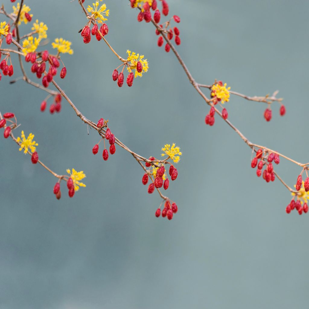 Cornus officinalis - Corniolo del Giappone