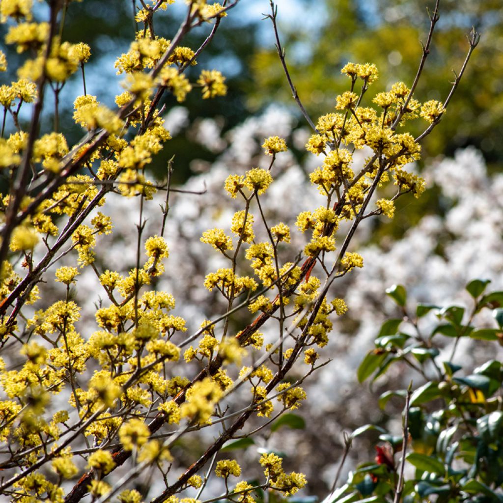 Cornus officinalis - Corniolo del Giappone