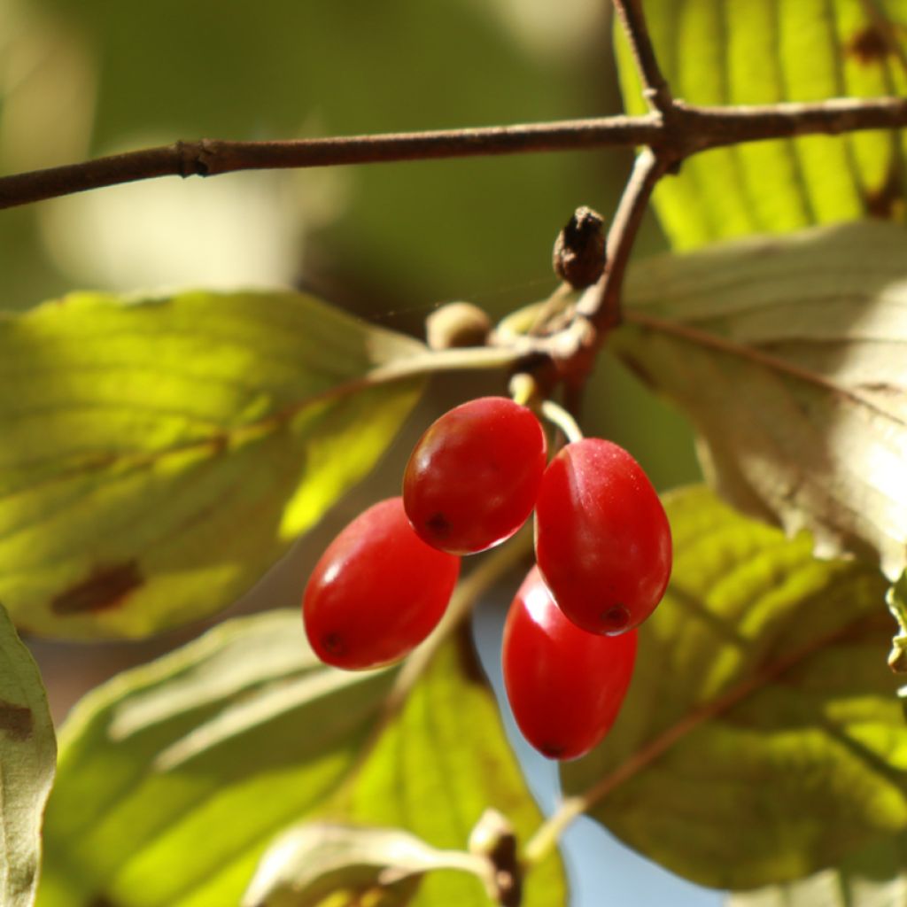 Cornus officinalis - Corniolo del Giappone
